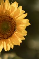 Mélissa BAYLE - Melissa Bayle  Photographie