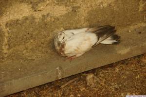 Jean Pierre GUERIN - AMPLITUDE-PHOTO