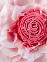 Elisabeth LAVALL - LAVALL ELISABETH